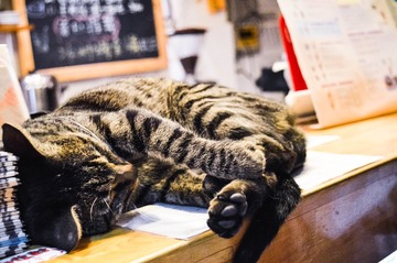 猫2