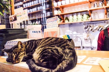 猫