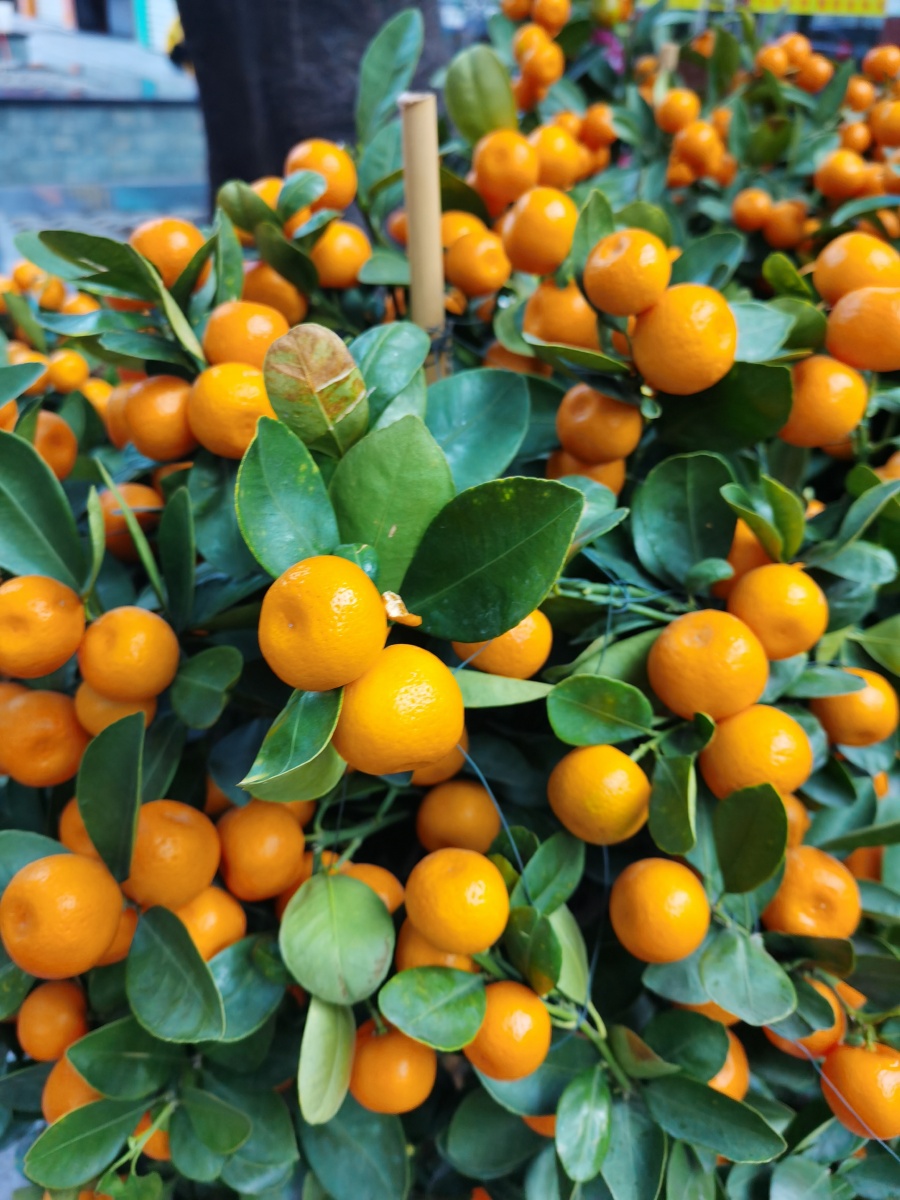 年桔,炮仗花,新年来了! - 美丽之河 - 图虫