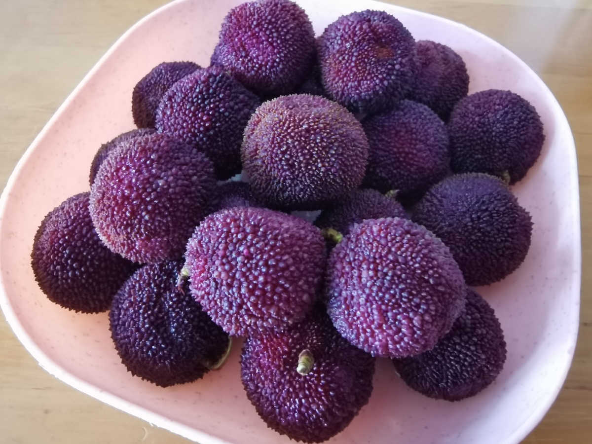 又到了杨梅成熟季