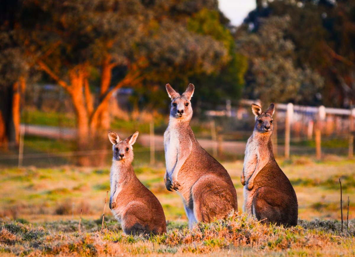 野生袋鼠一家子