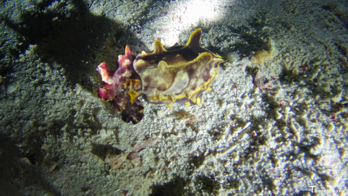 潜水记录——夜潜发现火焰章鱼