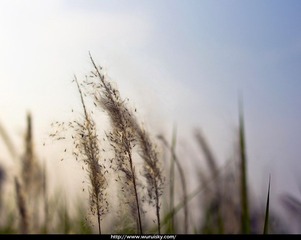 _IGP9071.jpg