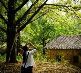 10年10月份银杏海洋之乡