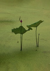 2006624
