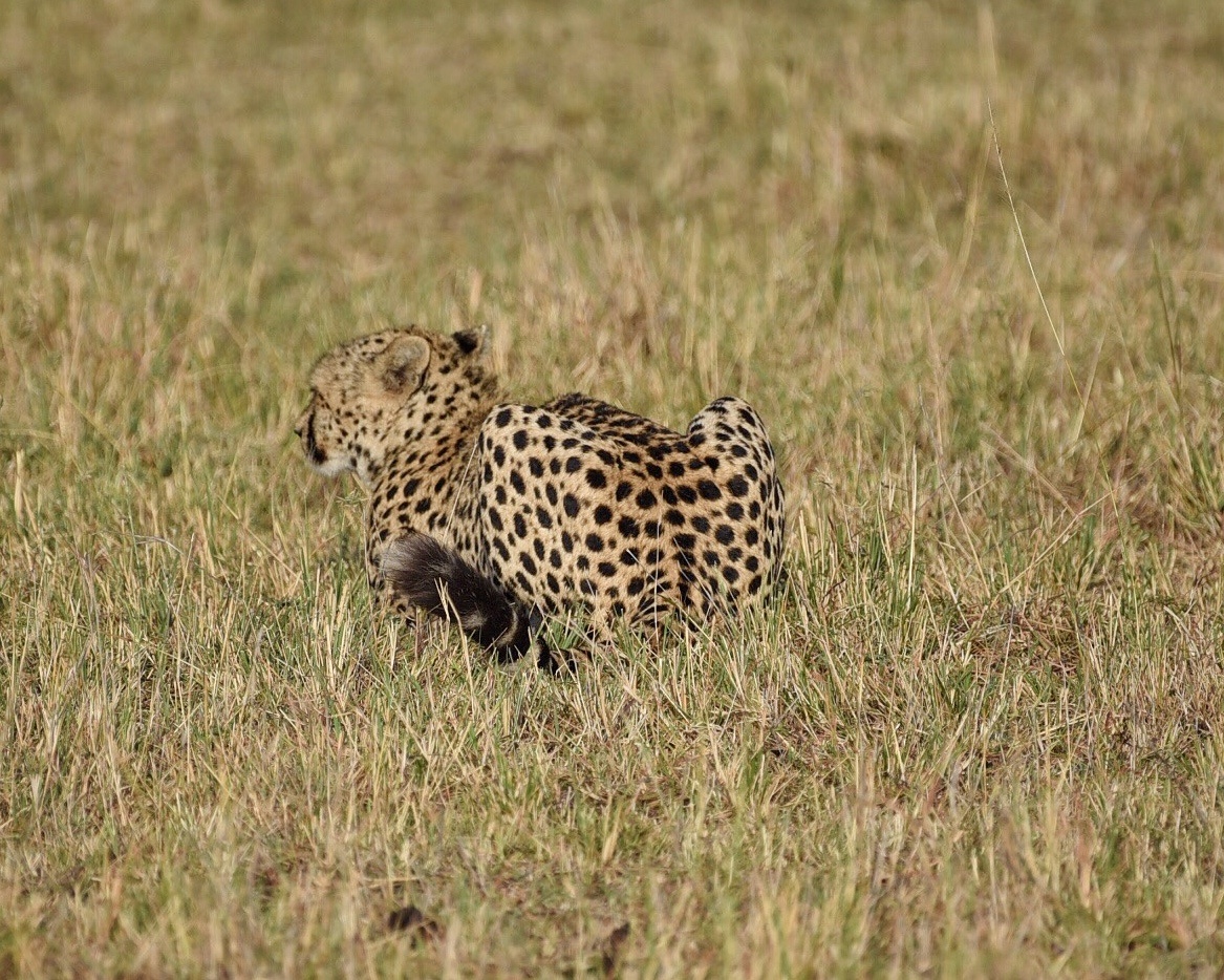 在肯尼亚马赛马拉公园拍的一组图,一只可爱的的猎豹,自己觉得拍得很