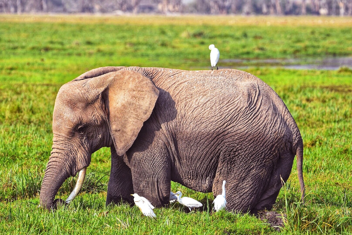 非洲肯尼亚安博塞利国家公园大象与小鸟