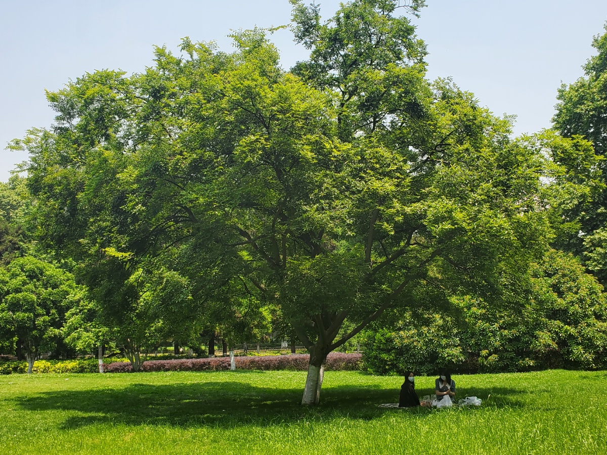 武汉解放公园已然是春色满园关不住青松翠柏间交相掩映着春的精灵