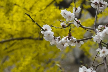 dngDSC_0602