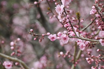 dngDSC_0605