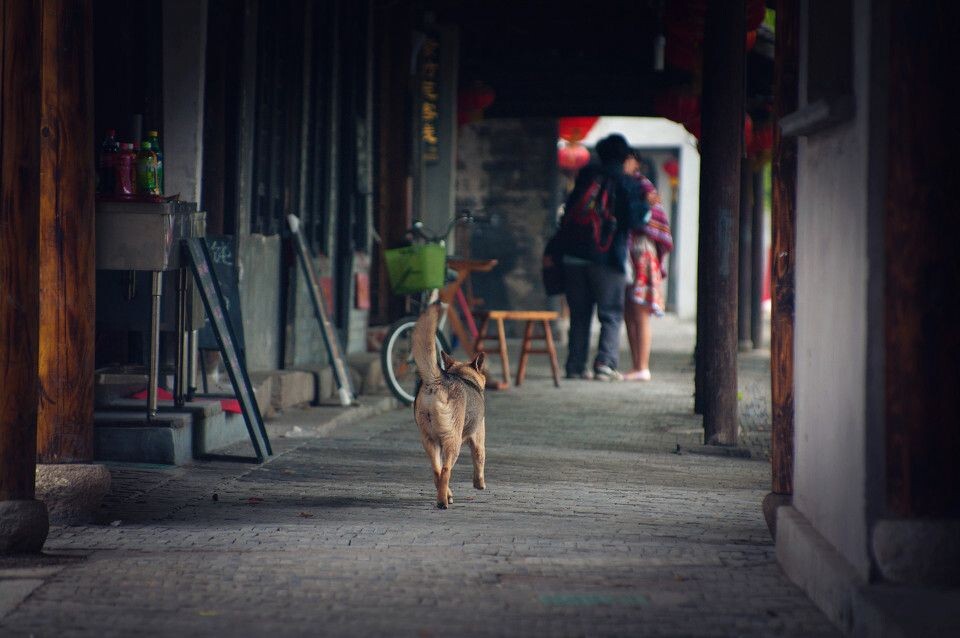 少犬不宜<br />
西塘是个适合恋爱的地方&lt;br /&gt;<br />

