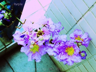 purple