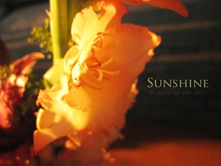 sunshine