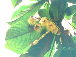 tiny flowers