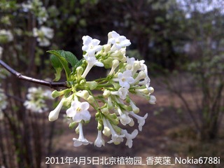 20110405_17Nokia6788i