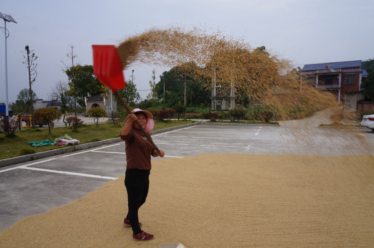 晒秋扬谷用掀板将稻谷抛向空中借风力将谷中的壳屑吹向远方