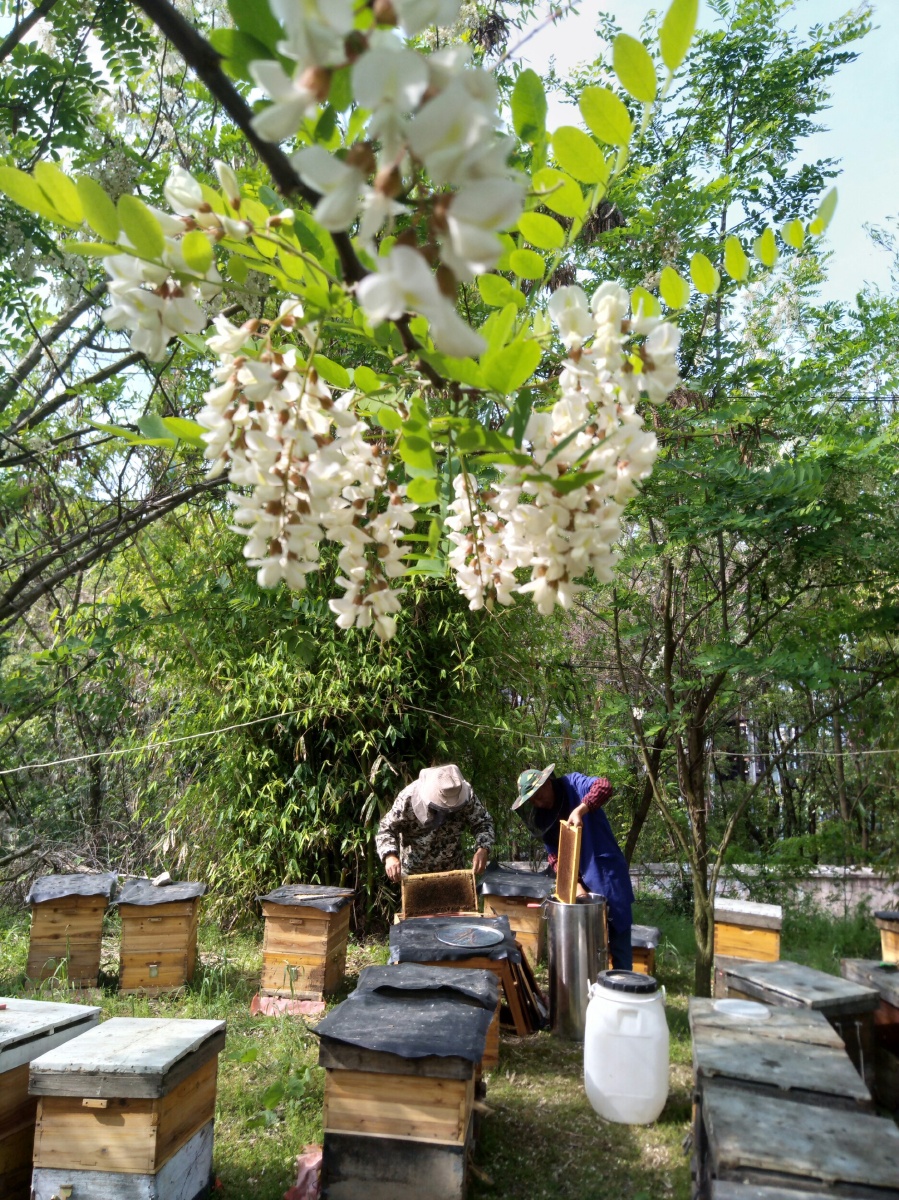 甜蜜的事业槐花树下养蜂人2020年4月16日拍摄于黄石国家矿山公园