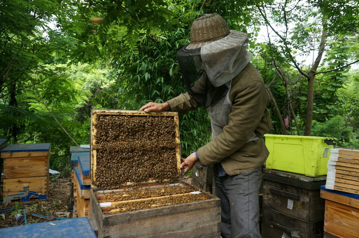 蜜蜂怎么养殖视频,新手养殖蜜蜂要了解自己的生活习惯