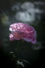 147104