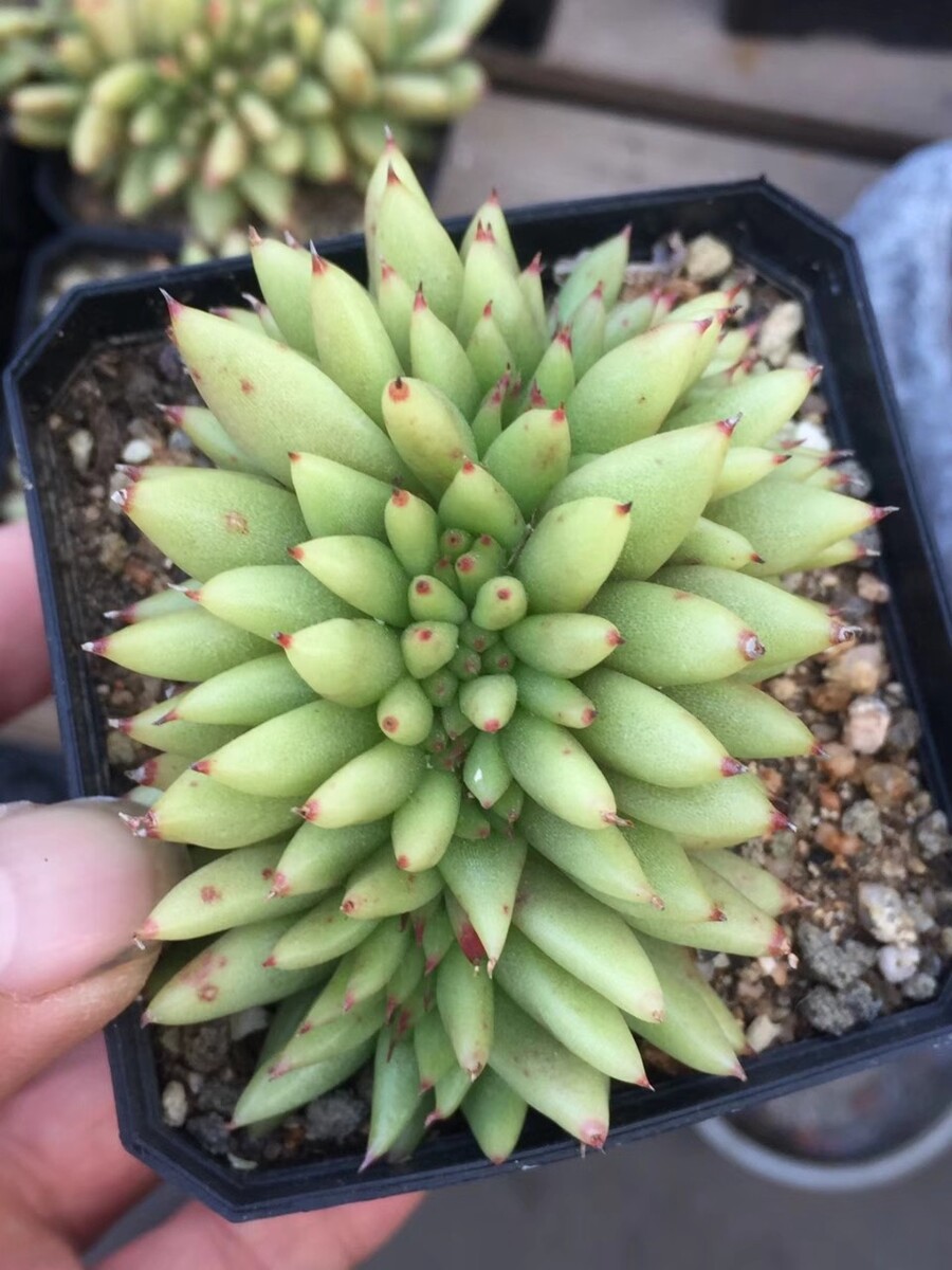 春带彩是什么意思