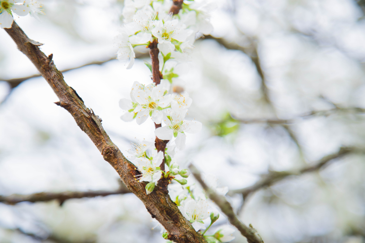 春天的脚步温柔如你