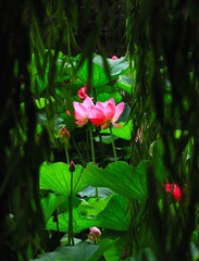 窥荷