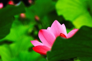 荷
