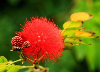 小花