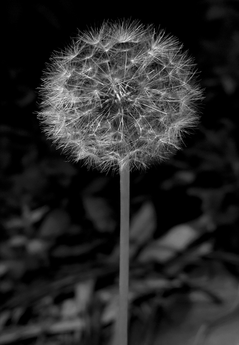 华为手机微摄:黑白(蒲公英)