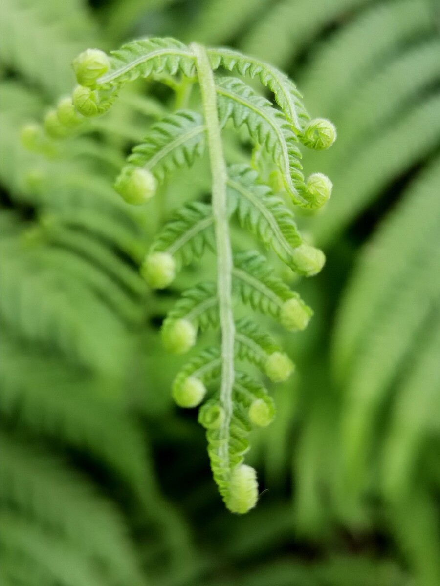 Ϊֻާֲ