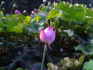 20150717_174525