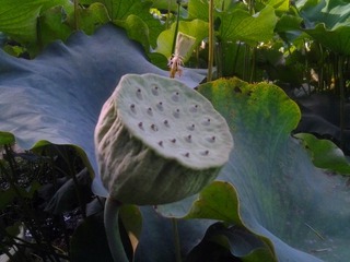 20150717_174521