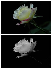 DSC_3689.