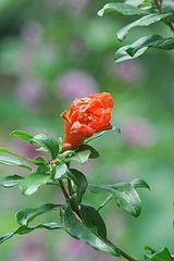 DSC_1727_