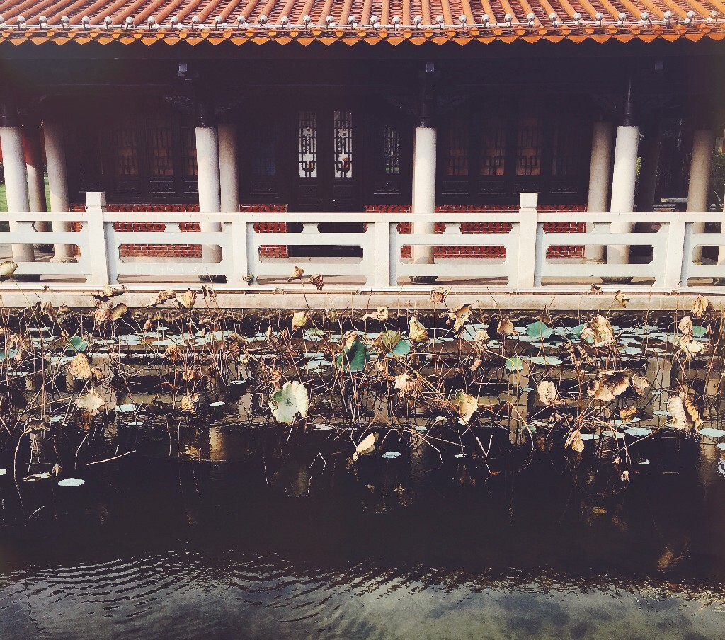 该图片为手机拍摄，公园一角的残荷与古建筑，还有一潭死水。