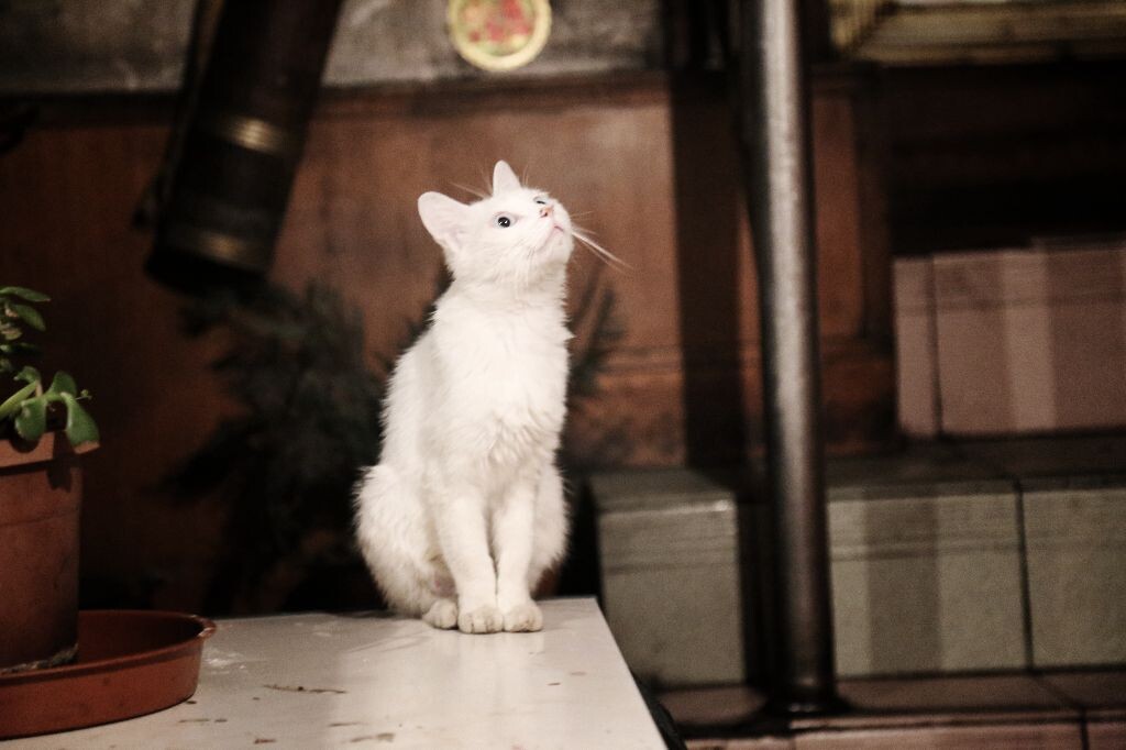 猫咪的一举一动都在诉说着它的故事。