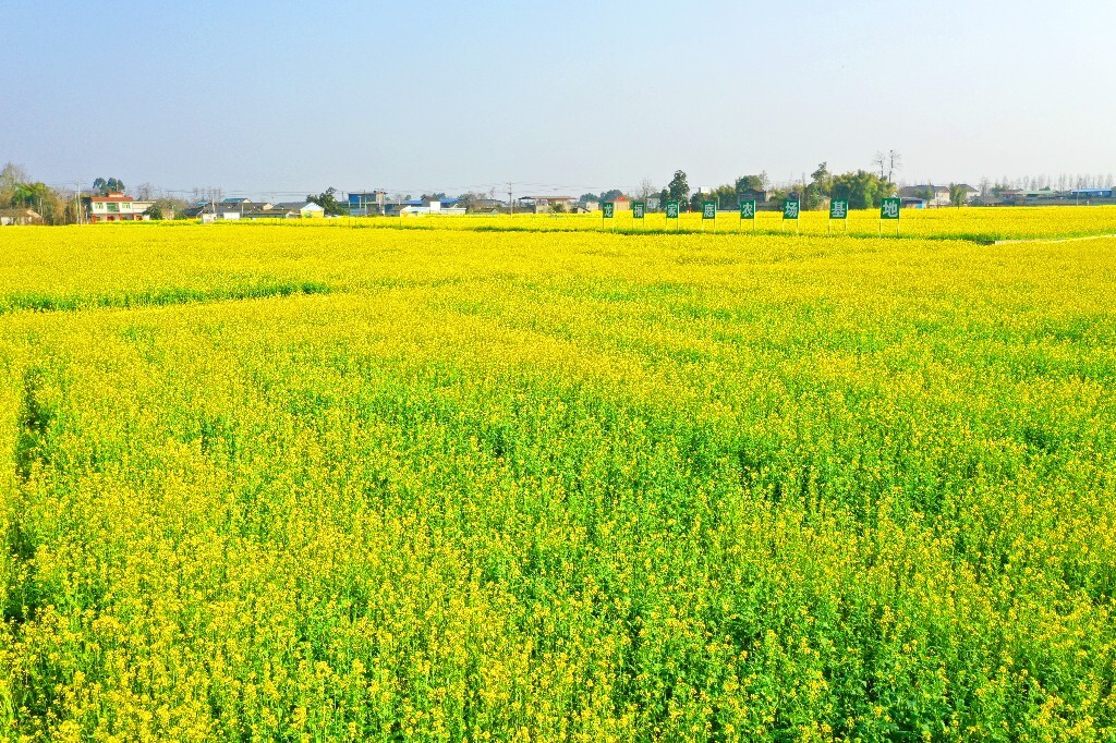 绵阳油菜花景点图片