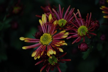 ABM_0555