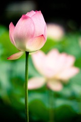 一花一世界