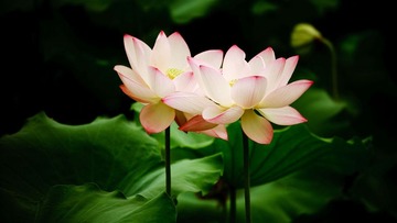双生荷