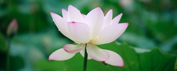 荷