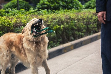 Dog xiao.jpg