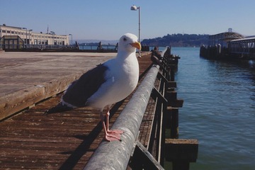 Pigeon Standing xiao.jpg
