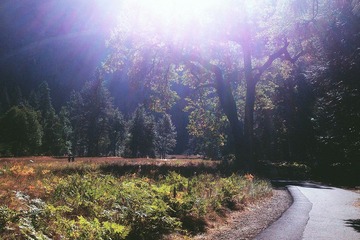 Sunshine in Yosemite xiao.jpg
