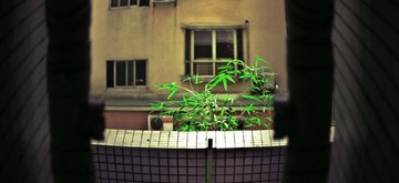 竹子