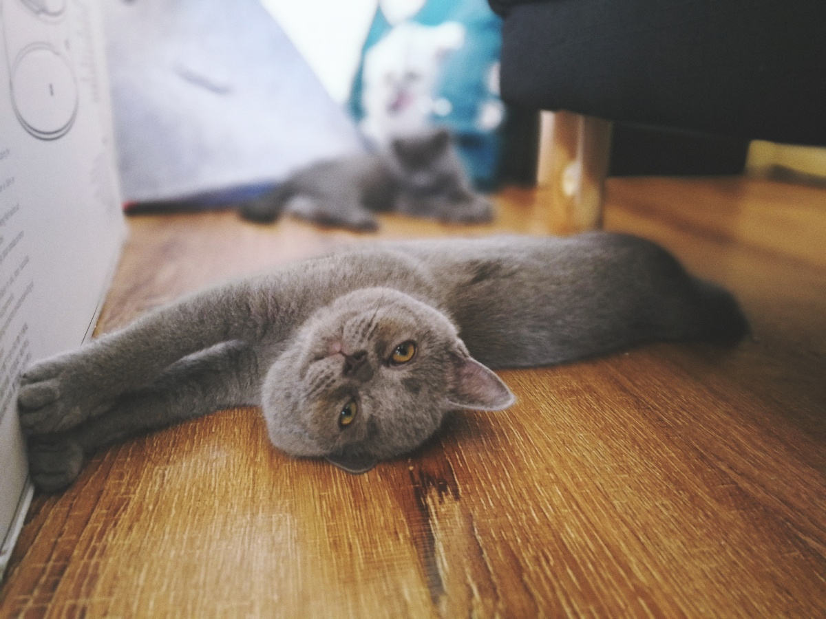 英短立耳蓝喵·miumiu