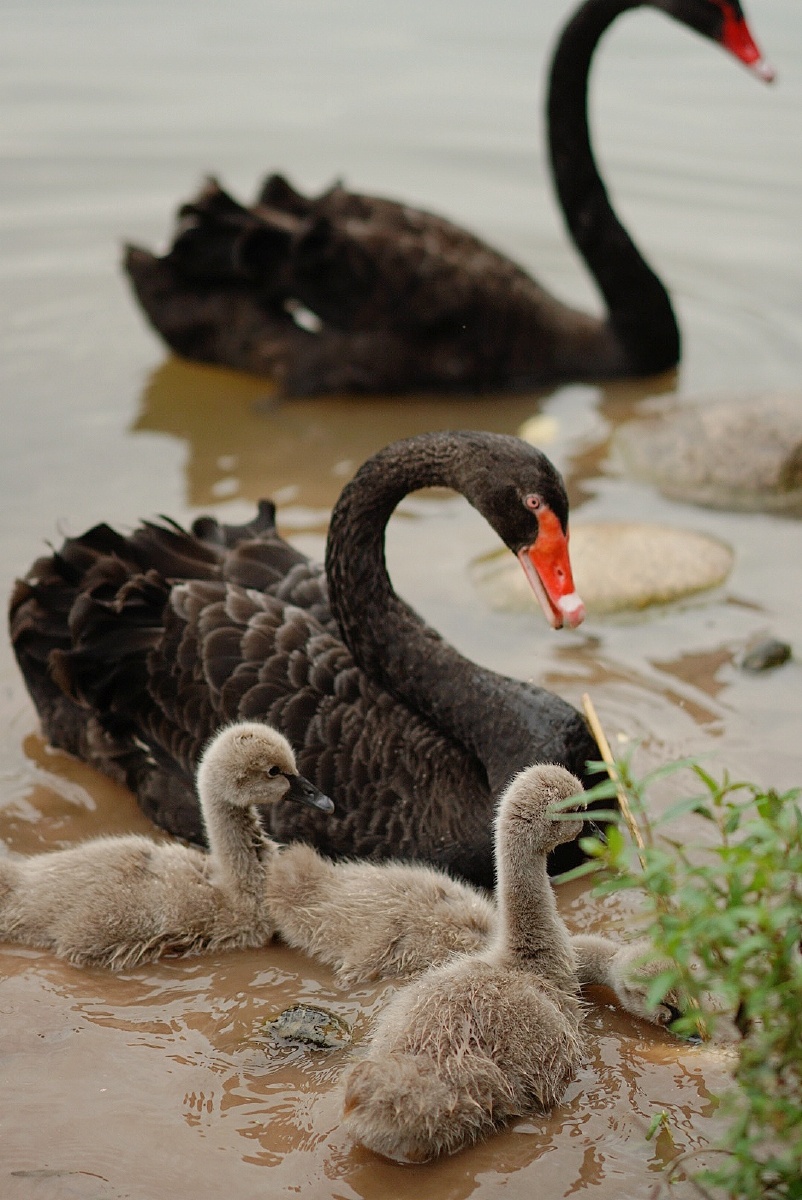 黑天鹅一家子,三只蠢萌的小天鹅hh