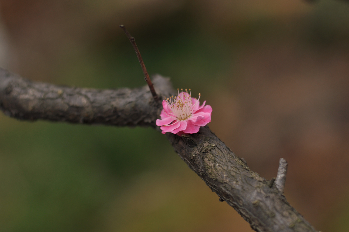 一枝梅花