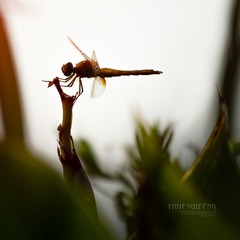 DCS_1545