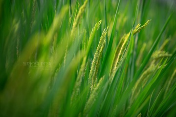 DCS_1633